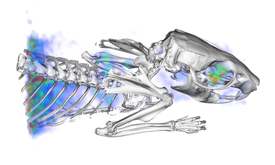 Rat PET-CT